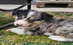 Border Collie dogs for sale: Unique blue eyed blue merle border collie puppies - Image 32