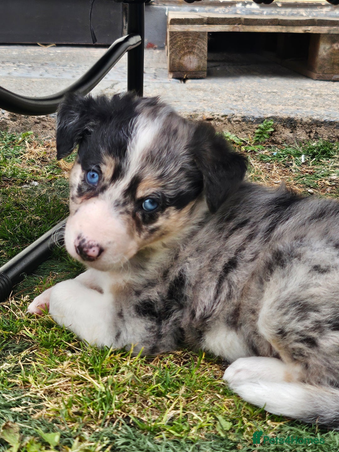 Border Collie dogs for sale: Unique blue eyed blue merle border collie puppies - Image 32
