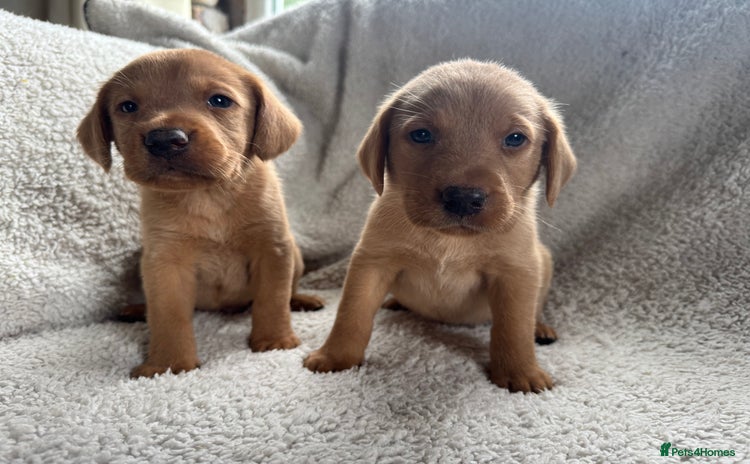 Labrador Retriever dogs - Advert 2