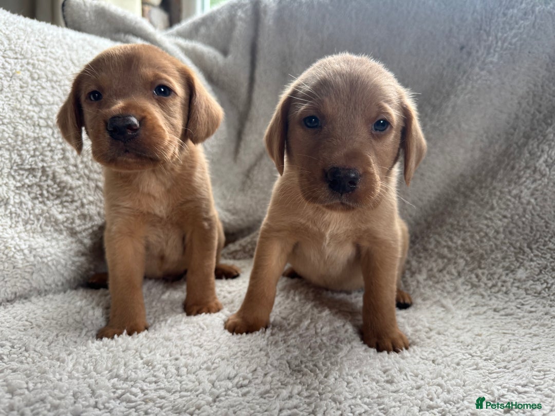 Labrador Retriever dogs for sale: Labrador Pups - Image 1