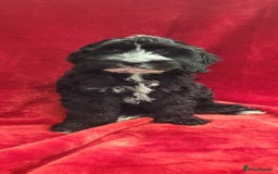 Cockapoo dogs for sale: 2 STUNNINF F1 FEMALE COCKAPOOS - Image 2