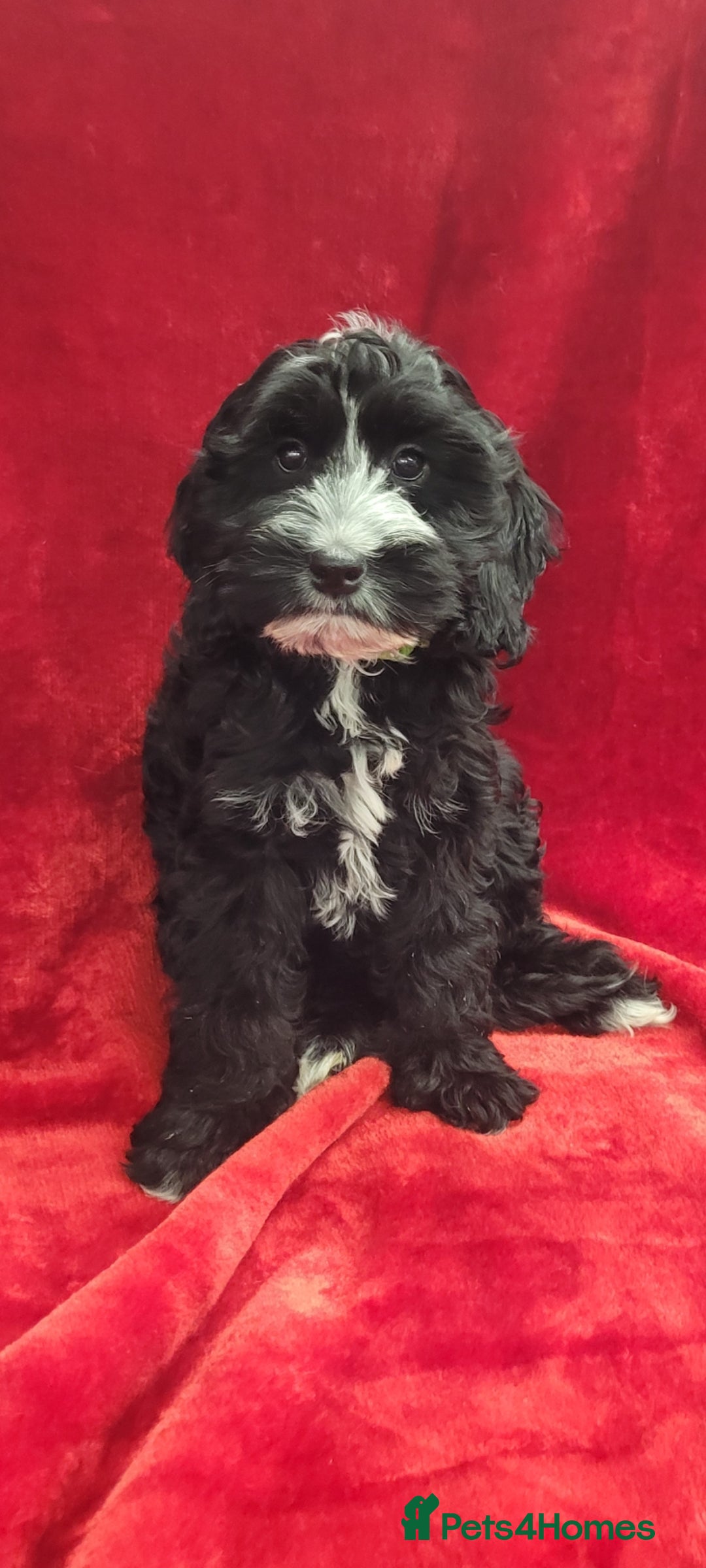 Cockapoo dogs for sale: 2 STUNNINF F1 FEMALE COCKAPOOS - Image 2