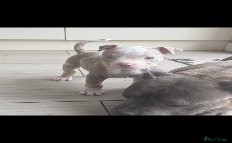 American Bully dogs - Advert 3