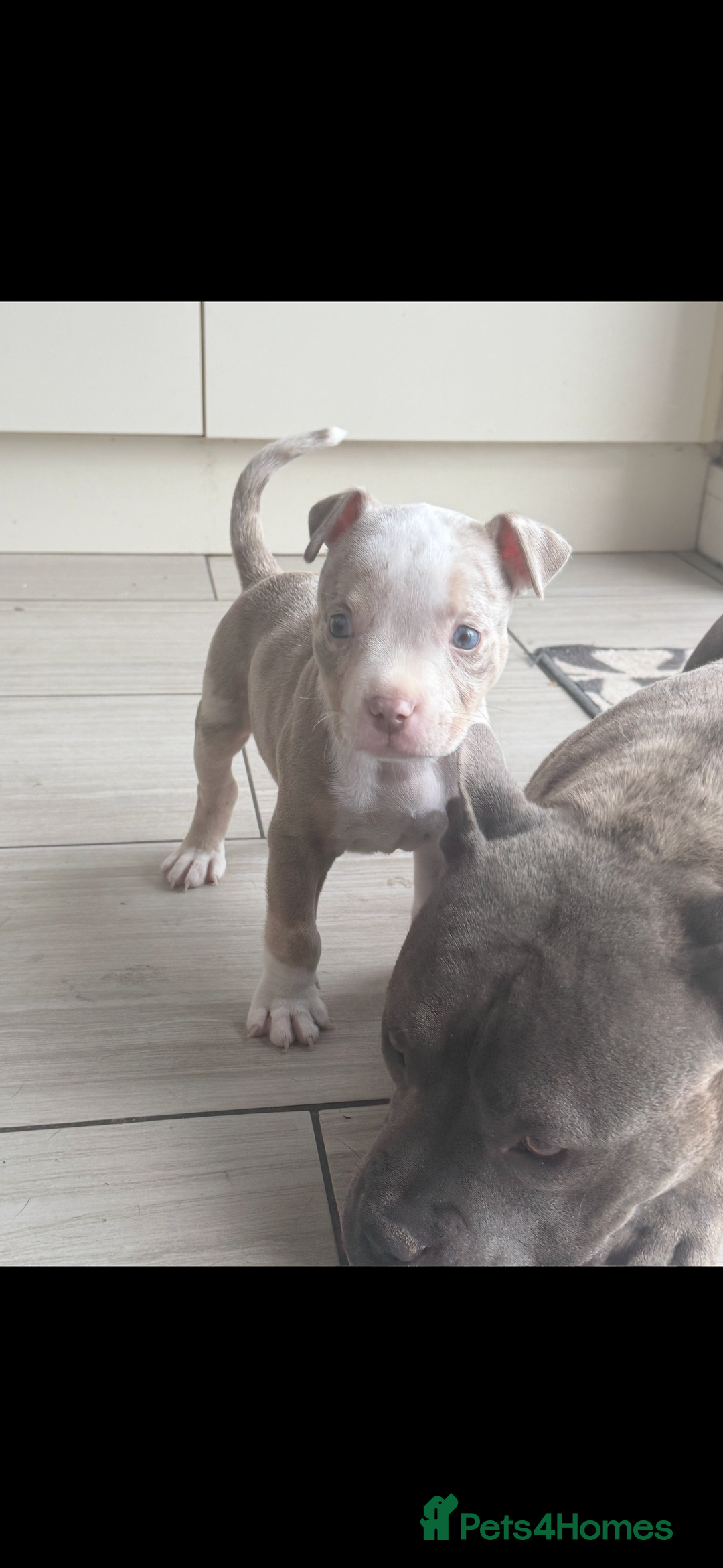 Bully Pit Bull Pocket Bully Puppy For Sale Pocket Bully Mixed With
