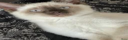 Mixed Breed cats for sale: White and Chocolate Colourpoint Male kitten - Advert 6