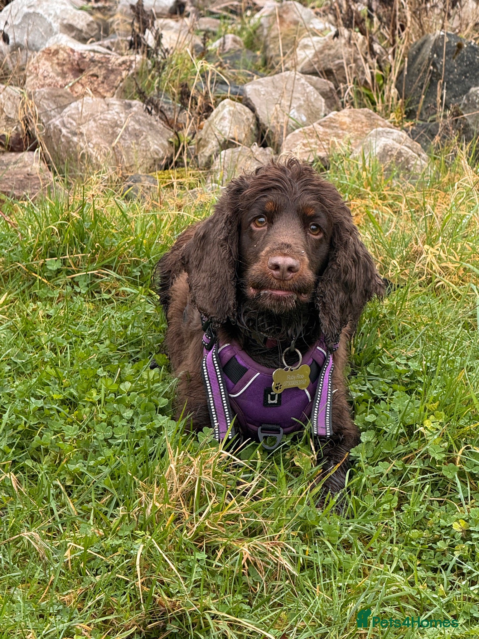 Mixed Breed dogs cockapoo chons  - Advert 1