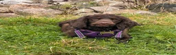 Mixed Breed dogs for sale: cockapoo chons  - Advert 1