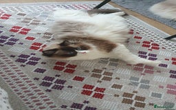 Ragdoll cats for sale: Ragdoll girl !!!  - Image 9