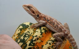 Bearded Dragon reptiles for sale: Bearded dragons hypo blue bar het trans  - Image 14