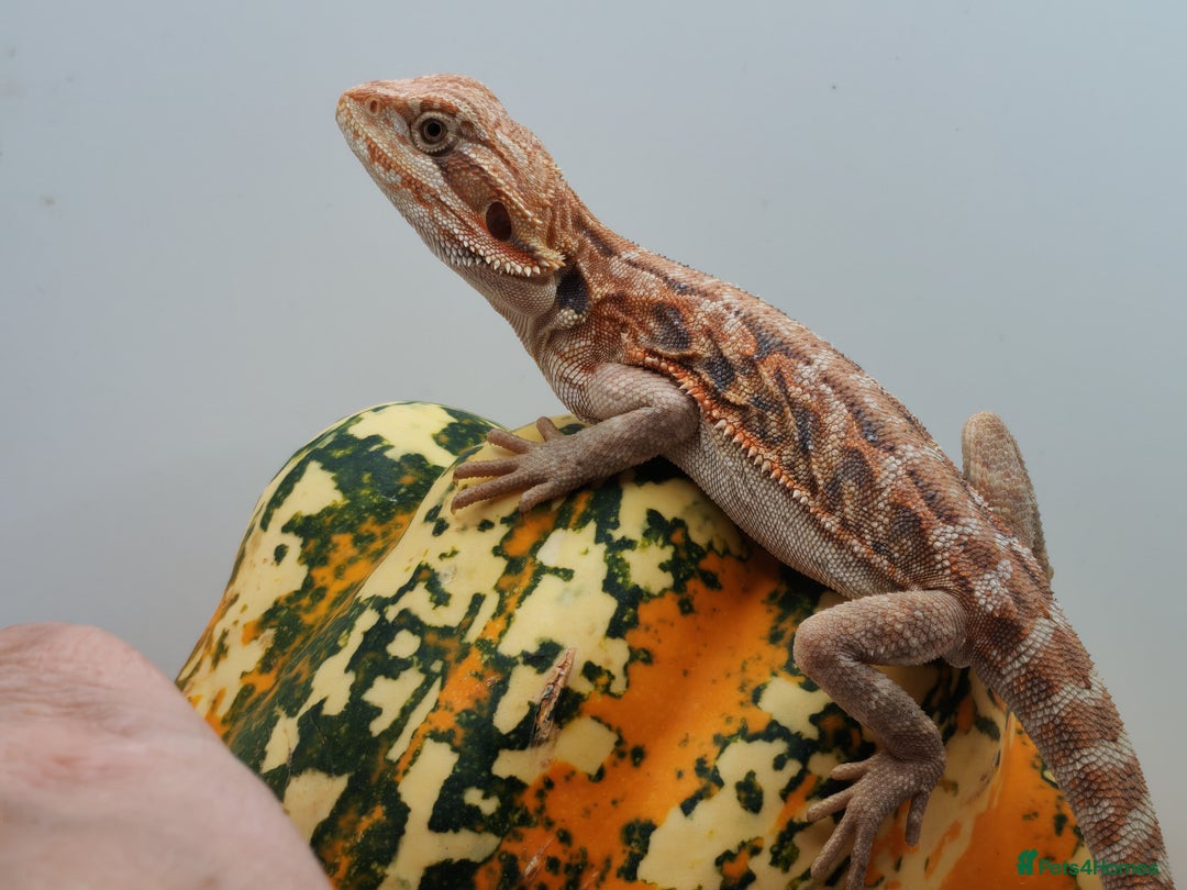 Bearded Dragon reptiles for sale: Bearded dragons hypo blue bar het trans  - Image 14