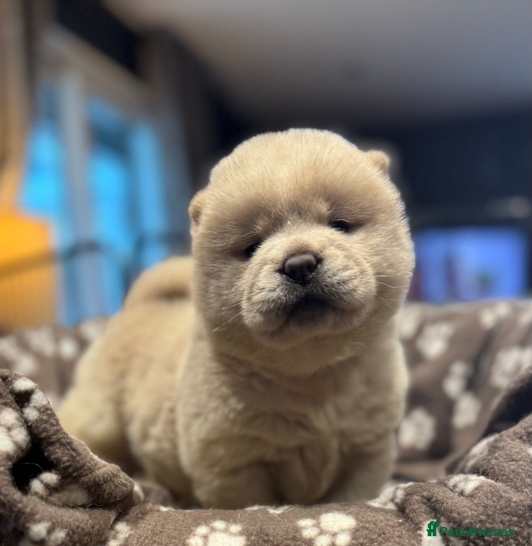Chow Chow dogs for sale: Stunning smooth chows  - Advert 8