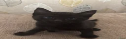 Mixed Breed cats for sale: 4 Gorgeous Kittens - Advert 5