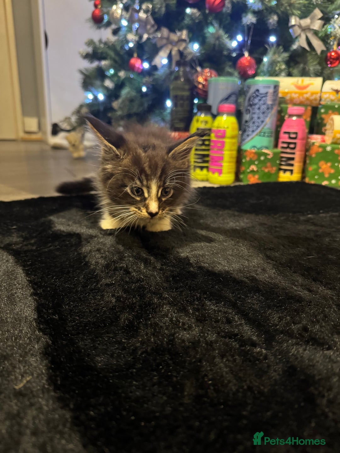 Maine Coon cats for sale: Full Maine Coon for sale - Advert 34