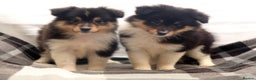 Shetland Sheepdog dogs for sale: Stunning Champions lines Tri Colour Girls  - Advert 10