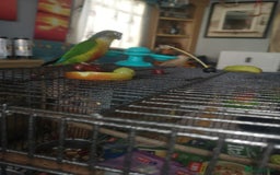 Conures birds for sale: 2 conures 1 silly tame 1semi tame  - Image 3