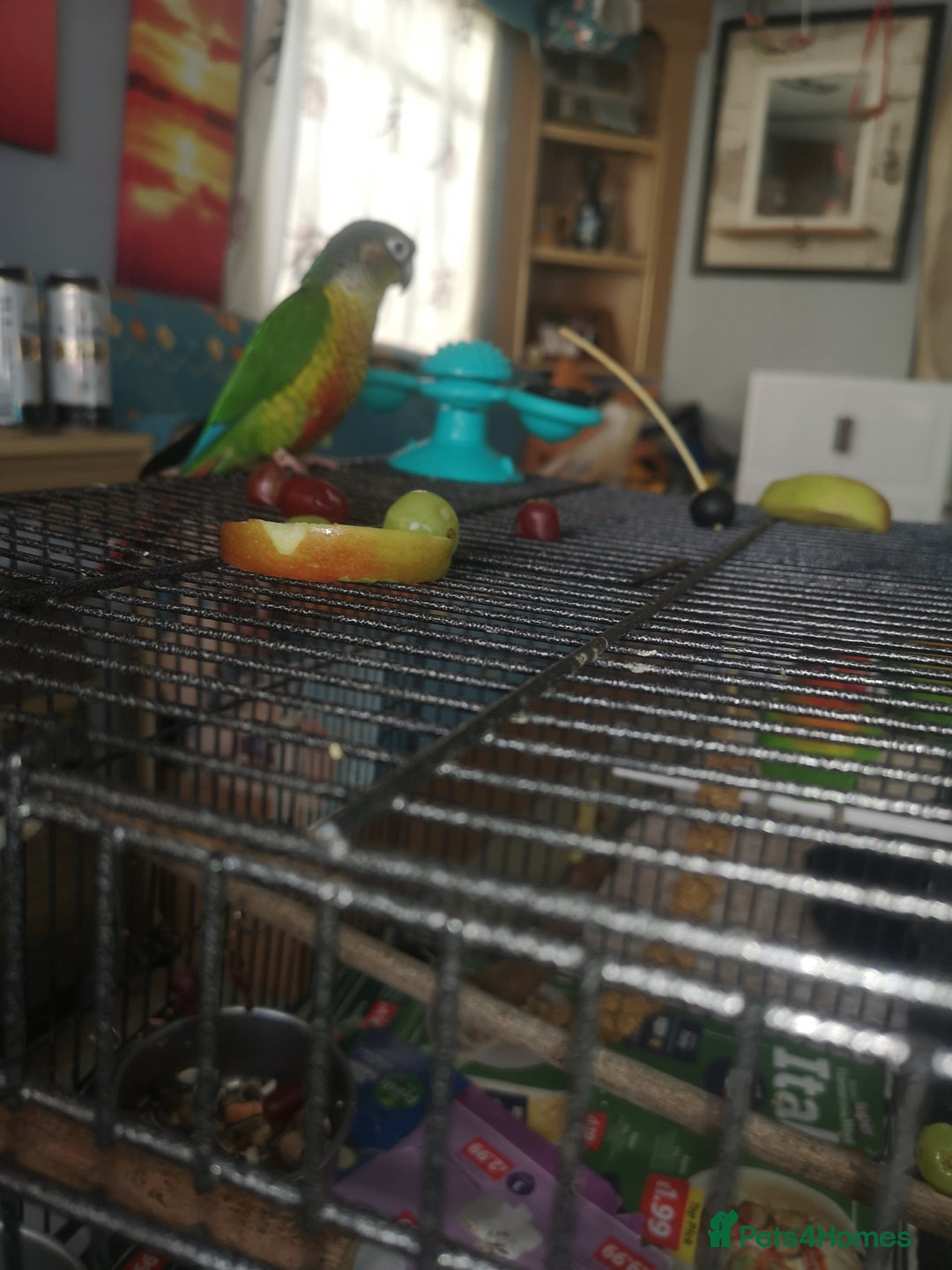 Conures birds for sale: 2 conures 1 silly tame 1semi tame  - Image 3