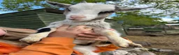 Goats livestock for sale: Baby goats  - Advert 3