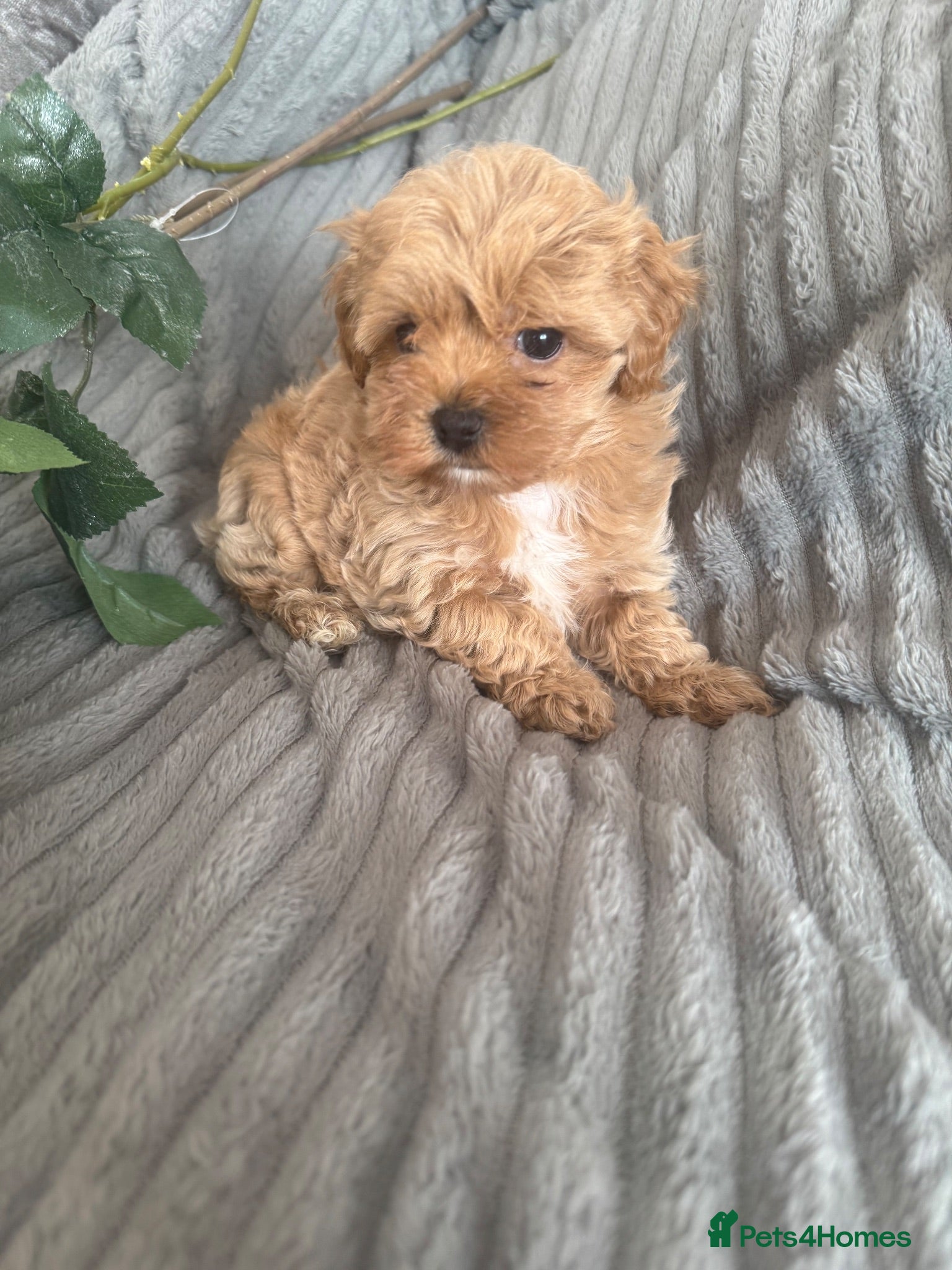 Maltipoo dogs Beautiful litter of red pups small cuteness❤️ - Advert 5
