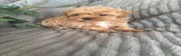 Maltipoo dogs for sale: Beautiful litter of red pups small cuteness❤️ - Advert 20