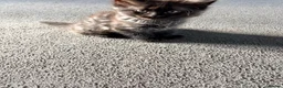 Mixed Breed cats for sale: Fluffy babies  - Advert 4