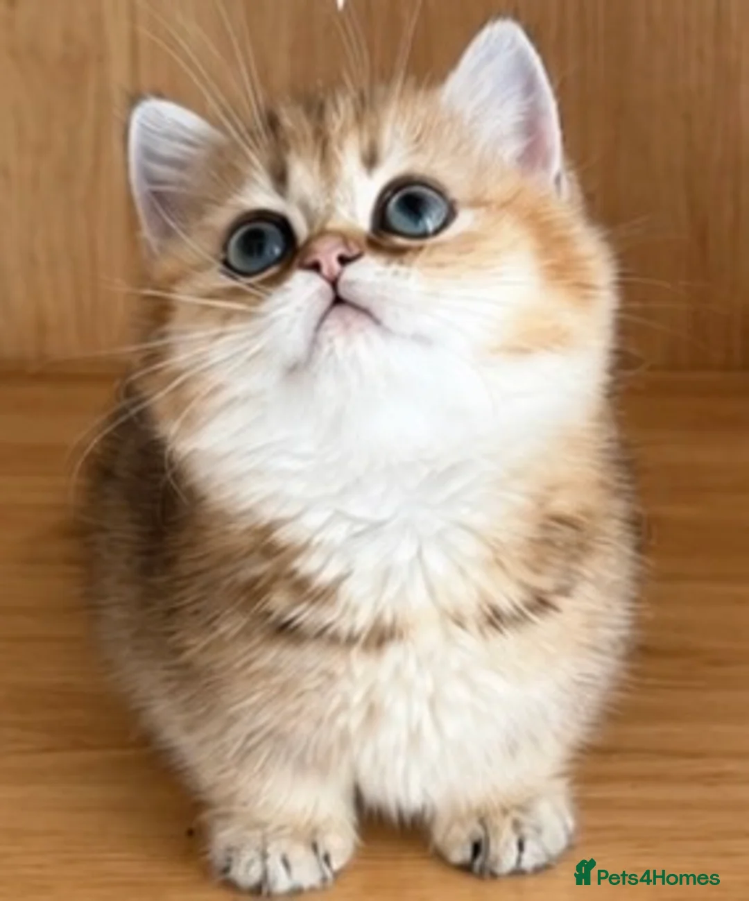 Munchkin cats for sale: Cute munchkin kitten needs to be rehomed  in London - Advert 2