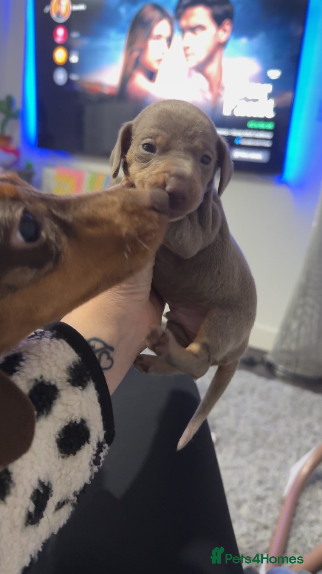 Miniature Dachshund dogs for sale: Miniature dachshunds - Advert 18