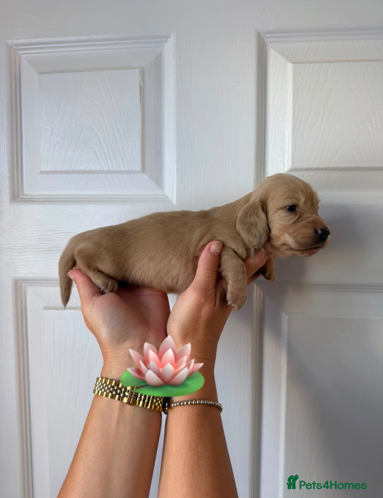Miniature Dachshund dogs Longhair Miniature Dachshund  - Advert 2