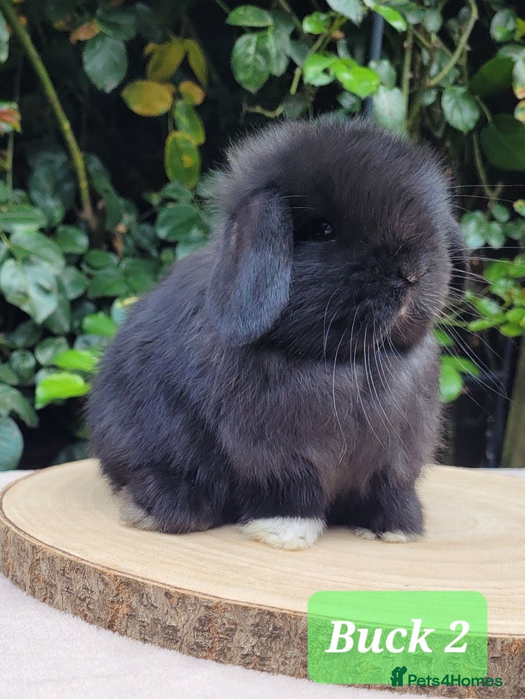 Mini Lop rabbits Beautiful pure bred mini lops - Advert 2