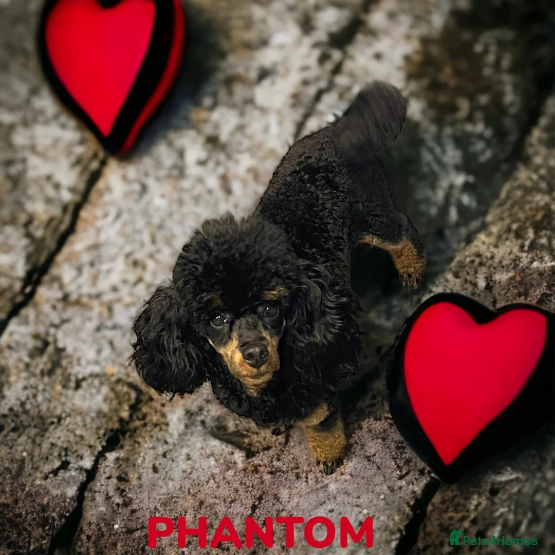 Toy Poodle dogs for stud: PHANTOM TOY POODLE AVAILABLE AT STUD in Grays - Advert 3