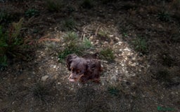 Cocker Spaniel dogs for stud: Chocolate and Tan Cocker Spaniel At Stud - Image 3