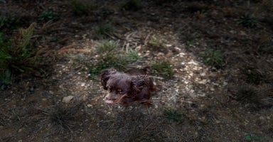 Cocker Spaniel dogs - Advert 9