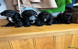 Cocker Spaniel dogs for sale: Quality KC Cocker Spaniels  - Image 12