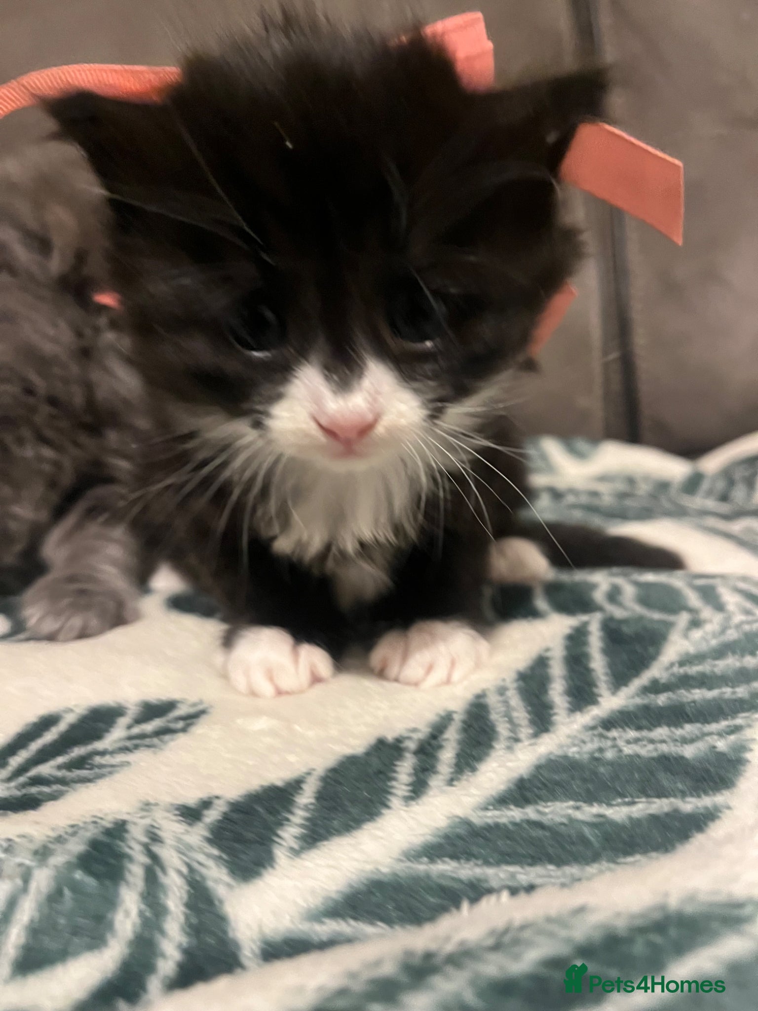 Mixed Breed cats Beautiful Tuxedo Persian X 3rdGen mainecoon  - Advert 3