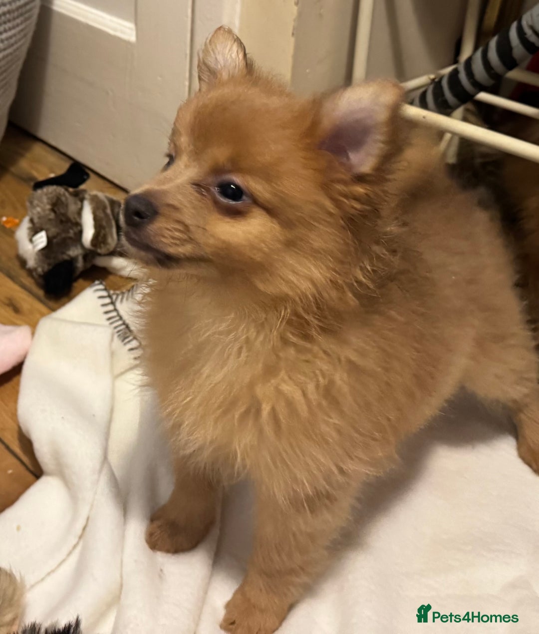 Pomeranian dogs for sale: Pomeranian puppies (Spitz) - Advert 3