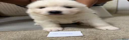 Samoyed dogs for sale: Samoyed pups - Advert 8