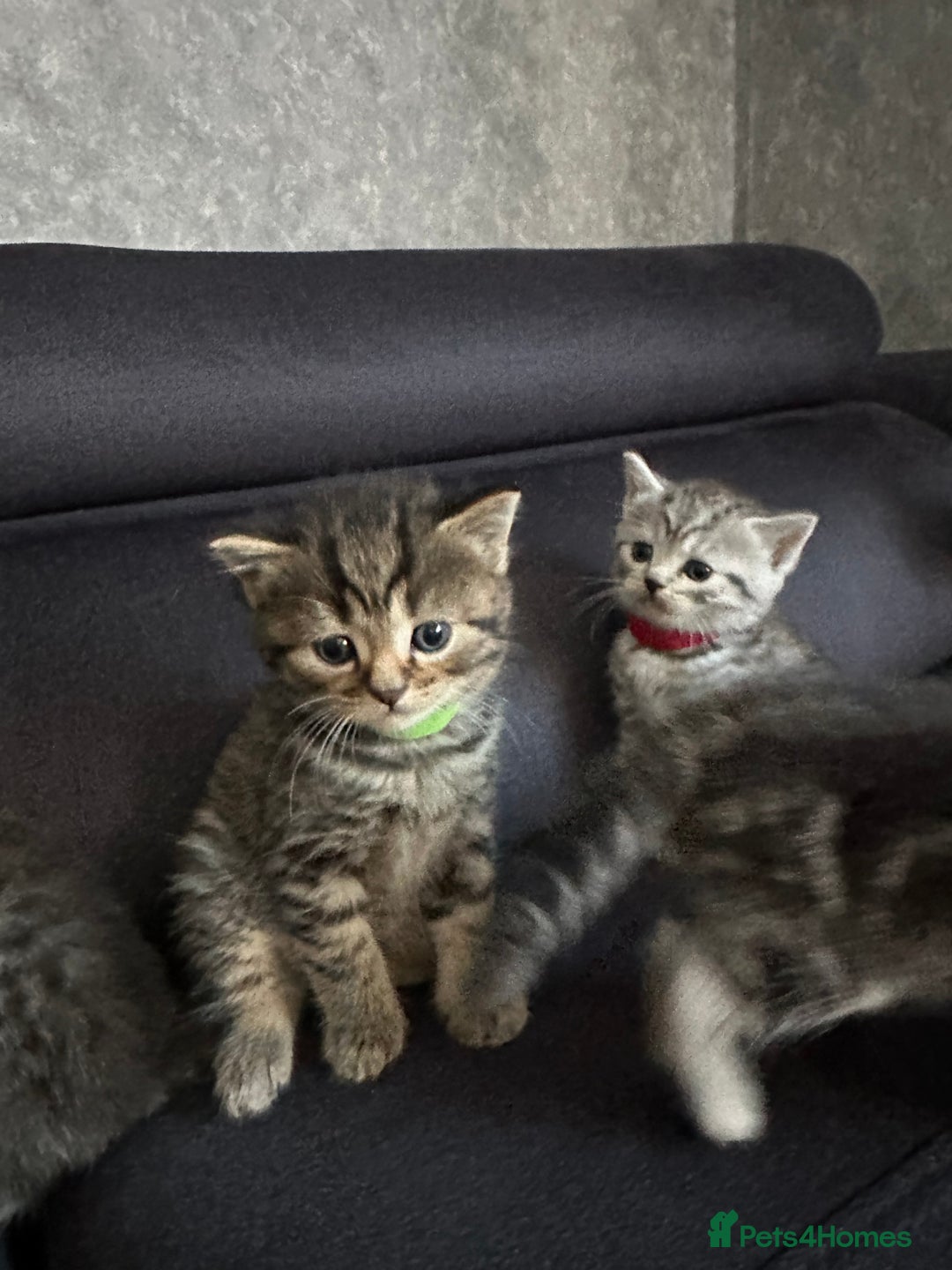 Scottish Fold cats for sale: Scottish fold/straight - Image 17