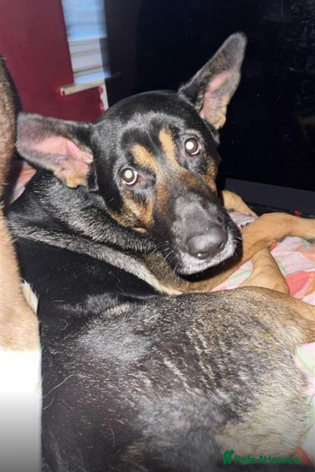 Mixed Breed dogs for sale: Please HELP - Rex looking for a loving home  - Image 1