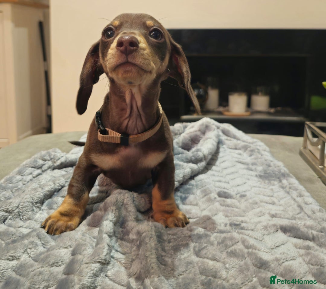 Miniature Dachshund dogs for sale: Chocolate & Tan KC Miniature Dachshund Puppies - Advert 1