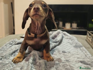 Miniature Dachshund dogs Chocolate & Tan KC Miniature Dachshund Puppies - Advert 1