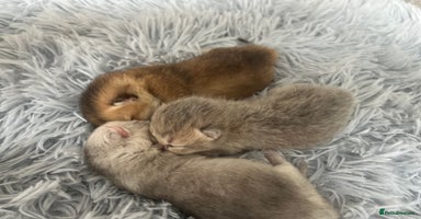 British Shorthair cats - Advert 14