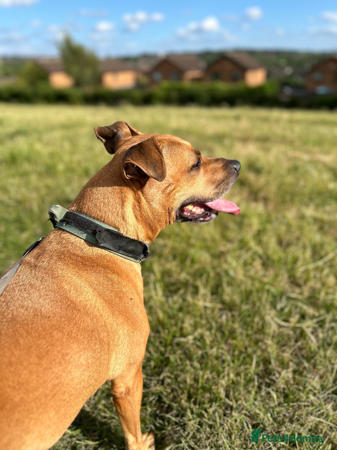 Mixed Breed dogs for sale: Rehome Bonnie  - Advert 3