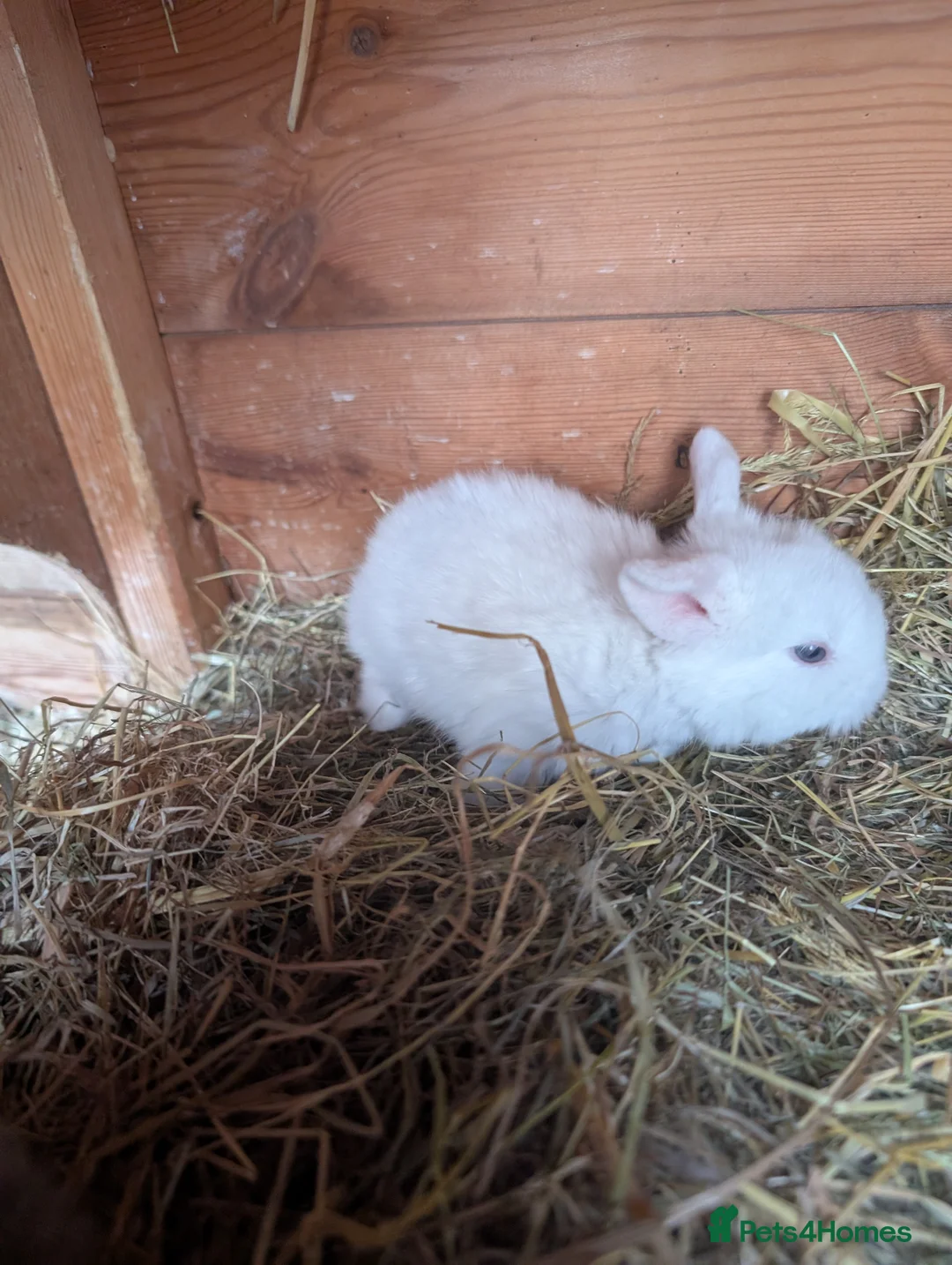 Mini Lion Lop rabbits for sale: Minilops - Advert 12