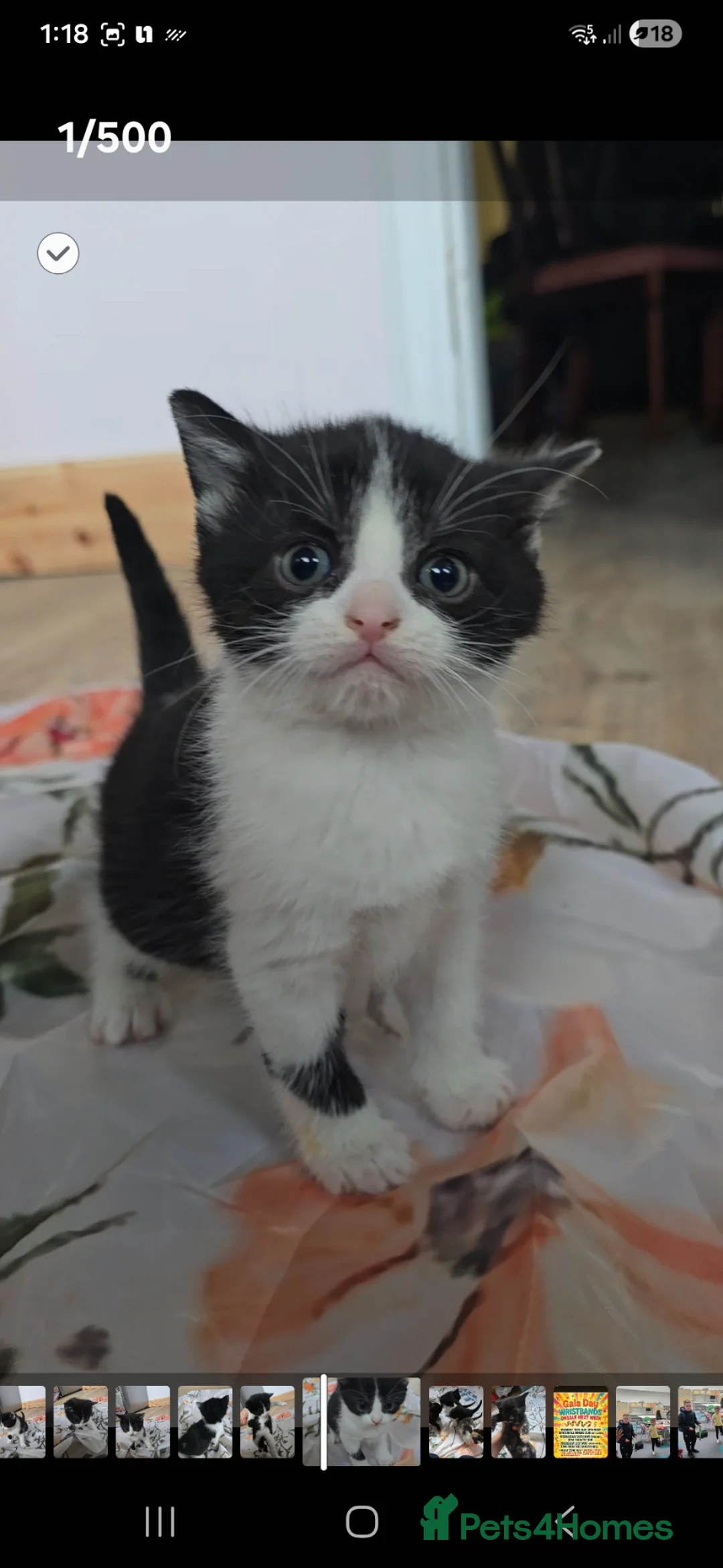 Mixed Breed cats for sale: Lovely kittens 😸 😍 ready to home in Dalkeith - Advert 1