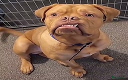 Dogue De Bordeaux dogs for sale: 3 year old male Dogue De Bordeaux  - Image 4