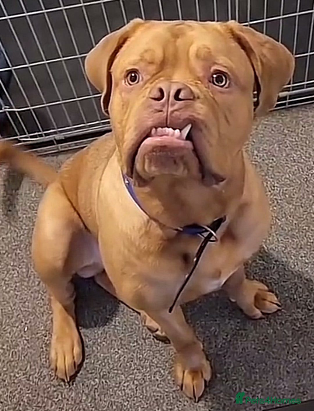 Dogue De Bordeaux dogs for sale: 3 year old male Dogue De Bordeaux  - Image 4