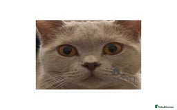 British Shorthair cats for sale: *Nearly Ready* GCCF Registered BSH Kittens  - Image 17