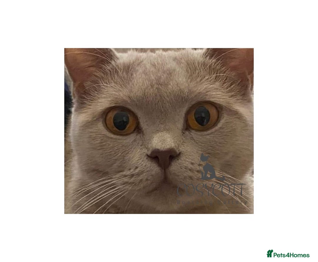 British Shorthair cats for sale: *Nearly Ready* GCCF Registered BSH Kittens  - Image 17