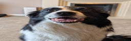 Border Collie dogs for stud: STUD DOGS PROVEN Red / Chocolate & Black and White in Bingley - Advert 4