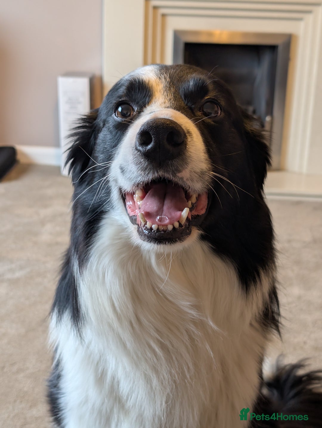 Border Collie dogs for stud: STUD DOGS PROVEN Red / Chocolate & Black and White in Bingley - Advert 4
