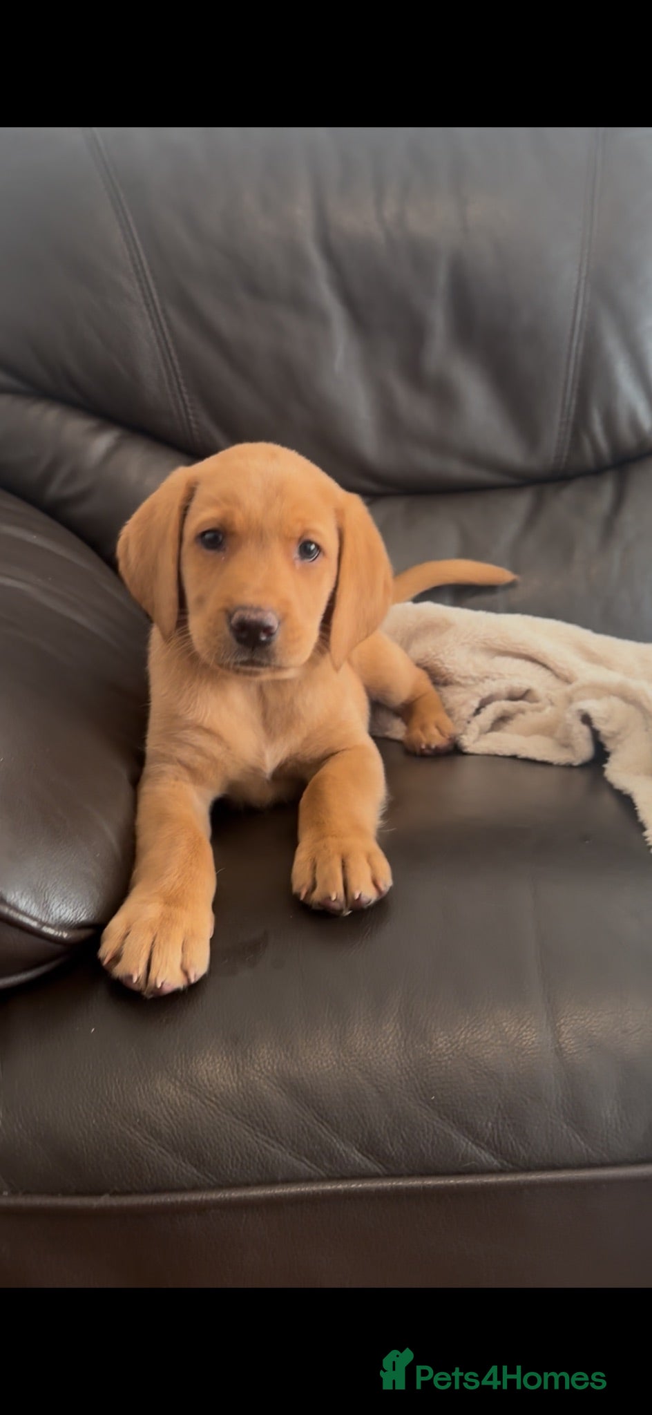 Labrador Retriever dogs 7 gorgeous kc reg Labradors  - Advert 1